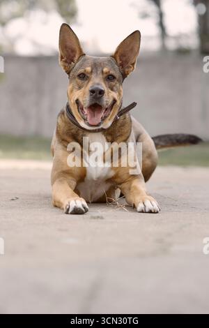 Mittelgroßer Hund mit dreifarbigem Fell auf einer Außenfläche. Fröhlicher und entspannter Ausdruck, ideal für Haustier- und Wellnesskonzepte. Stockfoto