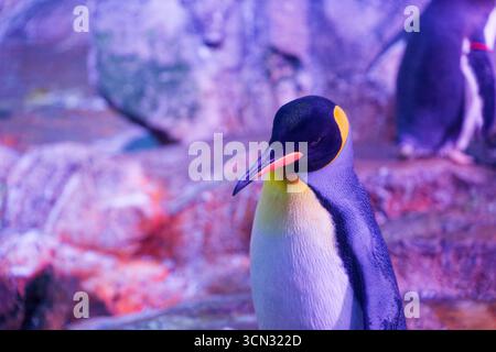 Ein hoher, schlanker Pinguin steht auf Felsen, die rosa und violett leuchten. Ein dunkler Rücken, eine weiße Brust und ein leuchtend orangefarbener Schein zeigen sich deutlich. Warmes Licht und kühle s Stockfoto