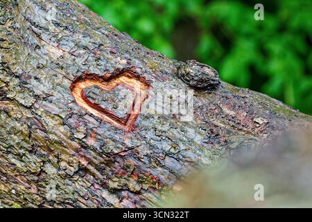 Ein nasser Baumstamm zeigt ein tief geschnitztes Herz auf der dunklen Rinde. Frische Feuchtigkeit glänzt auf der Oberfläche, während weiches grünes Laub im Hintergrund verschwimmt, gi Stockfoto