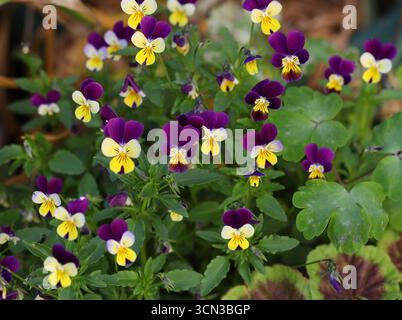 Wildes Stiefmütterchen, Heartsease oder Viola „Tricolor“, Viola Tricolor, Violaceae. UK. Viola Tricolor ist eine gemeinsame europäische Wildblume. Stockfoto