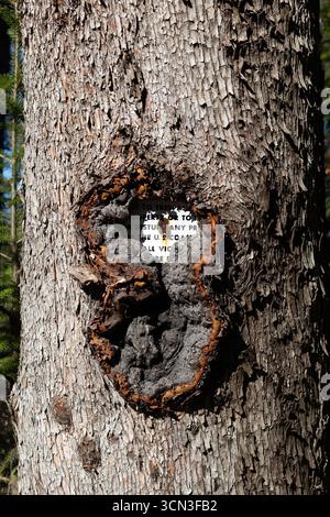 Ein Schild, das im Laufe der Zeit von einem Baum verschluckt wurde. Stockfoto