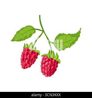 Ein Zweig frischer, heller Himbeeren mit grünen Blättern. Eine köstliche und gesunde Beerenernte. Isoliert auf weißem Hintergrund. Stock Vektor