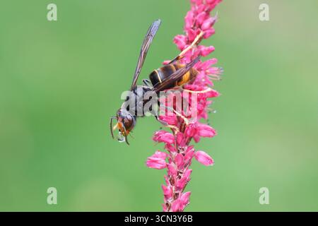 Asiatische Hornet ssp. Nigrithorax, Asiatische Schwarze Hornet (Vespa velutina nigrithorax), Familie Vespidae. Auf Blumen von Knotweed, Knotengras Stockfoto
