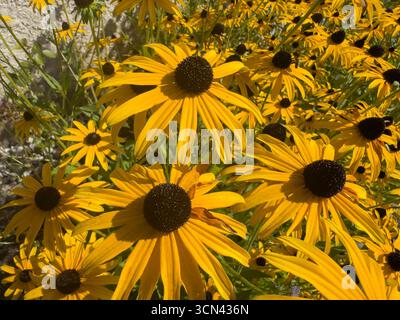 Echinacea Blume im Garten, Asteraceae Stockfoto