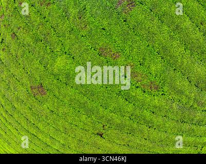 Blick aus der Hochwinkelansicht Reihen der wachsenden Teeplantage in den Long Coc Mountains, Provinz Phu Tho, Textur von grünen Teeblättern in Nordvietnam Stockfoto