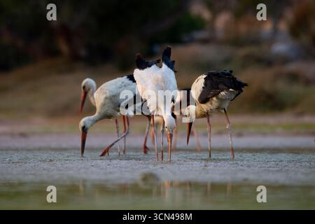 Weißstörche fressen in einem kleinen Feuchtgebiet Stockfoto