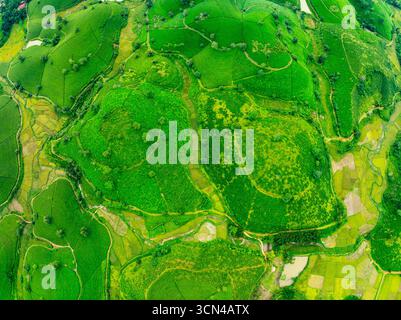 Blick aus der Hochwinkelansicht Reihen der wachsenden Teeplantage in den Long Coc Mountains, Provinz Phu Tho, Textur von grünen Teeblättern in Nordvietnam Stockfoto