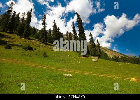 Majestätischer Wald- und Wiesenblick in Kirgisistan im Sommer-Viertel Barskoon Stockfoto