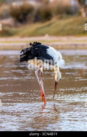 Anmutiger Weißstorch, der in einem kleinen Feuchtgebiet im Osten Kretas auf der Suche ist Stockfoto
