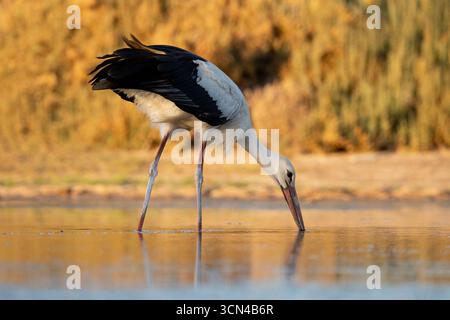 Anmutiger Weißstorch, der in einem kleinen Feuchtgebiet im Osten Kretas auf der Suche ist Stockfoto