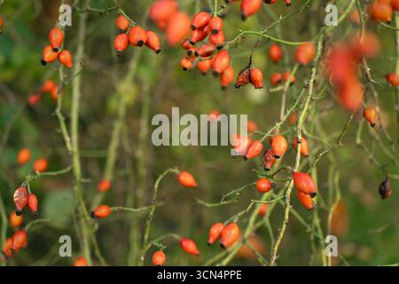 Hagebuttenbeeren am Zweig Stockfoto
