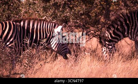 Zwei Zebras weiden in der afrikanischen Savanne, deren markante schwarz-weiße Streifen sich mit goldenem Gras und schattigen Bäumen verschmelzen. Stockfoto