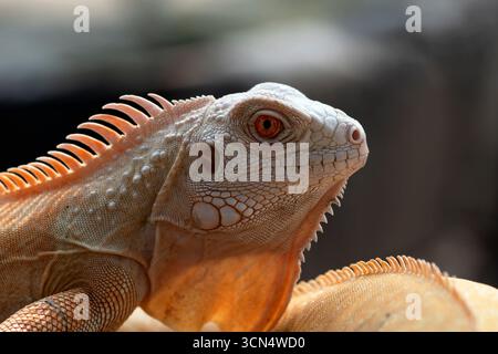 Schließen Sie einen Albino-Leguan an einem Baum Stockfoto
