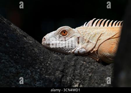 Schließen Sie einen Albino-Leguan an einem Baum Stockfoto
