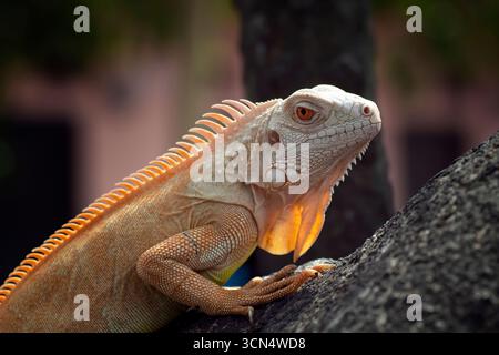 Schließen Sie einen Albino-Leguan an einem Baum Stockfoto