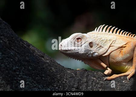 Schließen Sie einen Albino-Leguan an einem Baum Stockfoto