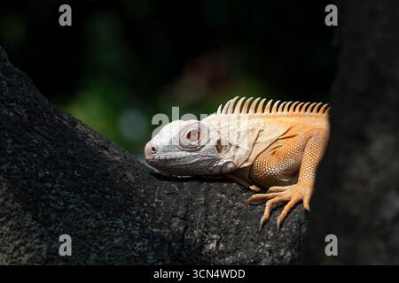 Schließen Sie einen Albino-Leguan an einem Baum Stockfoto