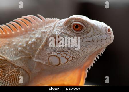 Schließen Sie einen Albino-Leguan an einem Baum Stockfoto