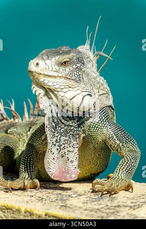 Nahaufnahme eines grünen Iguanas auf einer Mauer auf der Insel Sint Maarten (Saint Martin), Westindien. Karibische Tierwelt Stockfoto