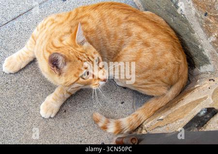 Hohe Blickwinkelansicht einer rotbraunen getigerten Katze, die draußen auf einem Steinpflaster ruht. Stockfoto