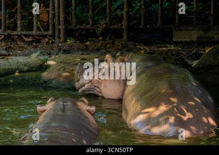 Ein Flusspferd, das teilweise in Wasser getaucht ist, zeigt seinen massiven Körper und seine einzigartigen Merkmale. Dieses Bild der Tierwelt unterstreicht die Stärke. Stockfoto
