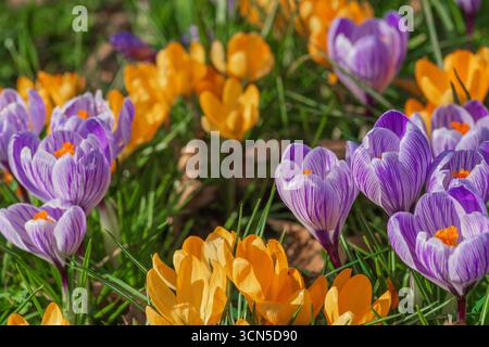 Lila und gelbe Krokusse blühen im März. Eine wertvolle Nahrungsquelle für früh aufstrebende Bestäuber. Früh blühende Frühlingsblumen. Stockfoto