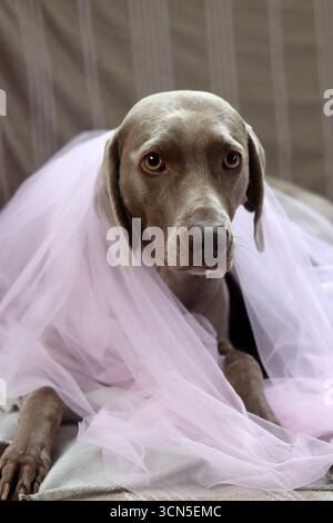 Porträt eines wunderschönen Weimaranerhundes Stockfoto