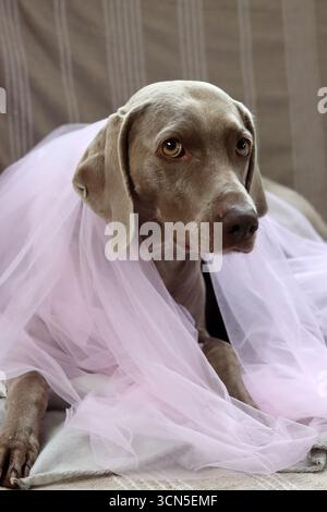 Porträt eines wunderschönen Weimaranerhundes Stockfoto