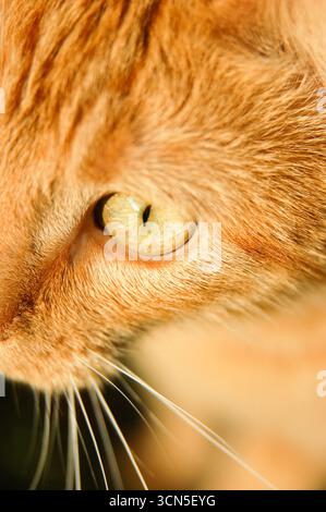 Vertikales Nahporträt eines Ingwerkatzenauges aus einem Dreiviertelwinkel, Detail der kleinen Pupille in einem Sonnenstrahl Stockfoto