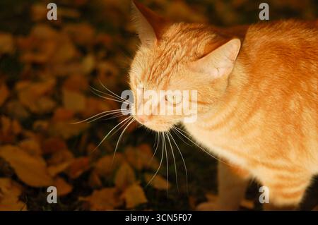 Breites Porträt einer nach vorne gerichteten Ingwerkatze in einem Sonnenstrahl, umgeben von Herbstblättern, die auf dem Boden verstreut sind Stockfoto