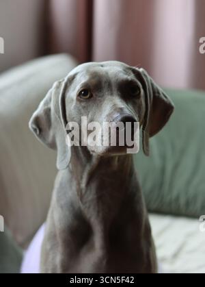 Wunderschöner Weimaranerhund, der in die Kamera schaut. Selektiver Fokus. Stockfoto