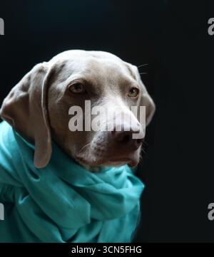 Porträt eines wunderschönen Weimaranerhundes Stockfoto