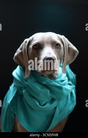 Porträt eines wunderschönen Weimaranerhundes Stockfoto