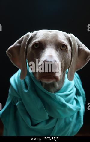 Porträt eines wunderschönen Weimaranerhundes Stockfoto