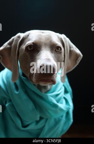 Porträt eines wunderschönen Weimaranerhundes Stockfoto