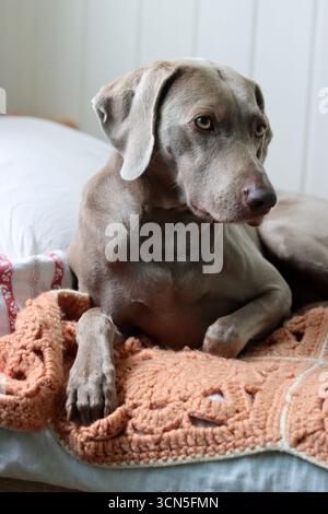 Porträt eines wunderschönen Weimaranerhundes Stockfoto