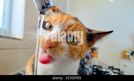 Schöne dreifarbige Babykatze, die Wasser aus dem Wasserhahn zu Hause trinkt, Katzenweiß, beige und schwarze Katze, hellgelbliche und grüne Augen, flauschiges Fell Stockfoto