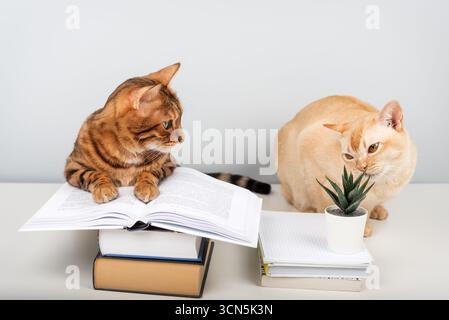 Zwei reinrassige Katzen - eine Bengalen und eine Burmese - sitzen neben einem Stapel Bücher vor einer minimalistischen blauen Wand mit Kopierraum. Stockfoto