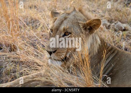 Ein junger männlicher Löwe, der im Gras ruht Stockfoto