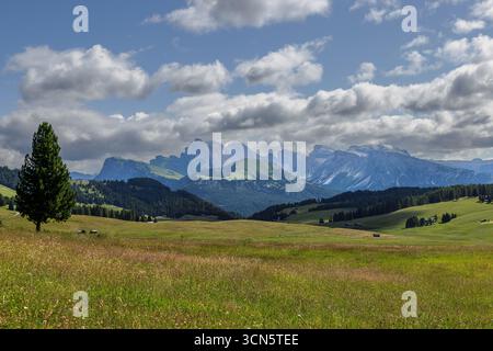 Blick von der Seiser Alm auf die Geislergruppe im Hintergrund in den Dolomiten, Südtirol, Italien. Stockfoto