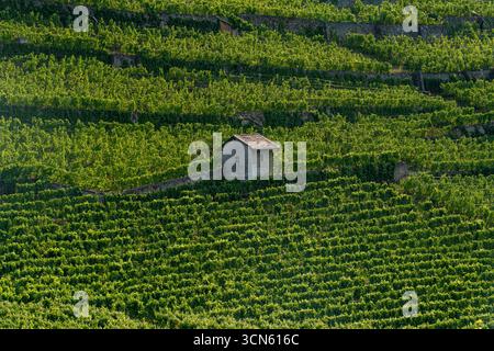 Blick aus der Vogelperspektive auf ein charmantes Steinhaus inmitten der smaragdgrünen Weinberge, das eine malerische Szene ländlicher Ruhe schafft, Puidoux, Waadt, Schweiz. Stockfoto