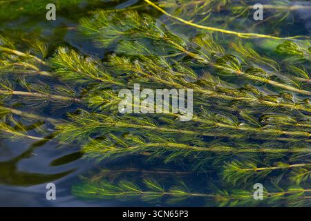 Ceratophyllum demersum Wasserpflanze in einem Bach. Stockfoto
