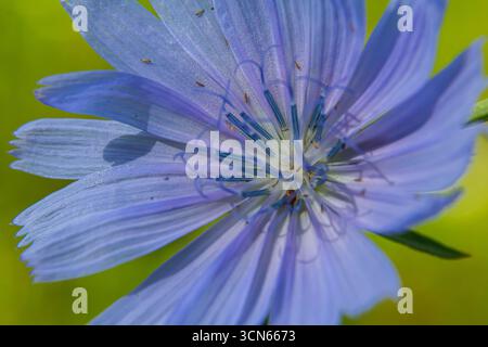 Wunderschöne Zichorienblüten wachsen auf Stämmen in der Wildnis. Das Feld der wilden Kräuterpflanzen. Grüner, unscharfer natürlicher Hintergrund. Stockfoto