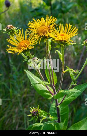 Elekampanblüten, Inula helenium, mit grünem Blatthintergrund. Stockfoto
