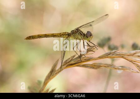 Frankreich – Toulouse – Südlicher Darter (Sympetrum meridionale) – goldene Libelle, die auf Gräsern am Fluss thront Stockfoto