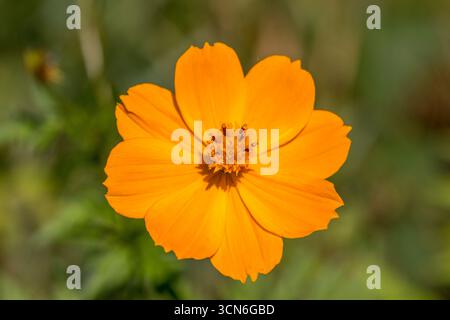 Frankreich - Toulouse - Sulphur Cosmos (Cosmos sulphureus) - leuchtende Orangenblüte mit breiten, satinierten Blütenblättern, die ein pollenreiches Herz umrunden Stockfoto