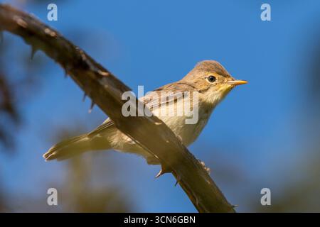 Frankreich - Toulouse - melodiöser Warbler (Hippolais polyglotta) - kleiner olivfarbener singvogel, der auf einem sonnendurchfluteten Zweig steht, feiner Schnabel und scharfer Blick gegen einen klaren, Stockfoto