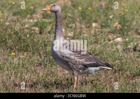 Frankreich - Toulouse - Graugans (Anser anser) - hohe Jungvögel stehen wachsam inmitten von kurzem Gras und Blumen, graubraunem Gefieder und kräftigem Orangenschnabel Stockfoto