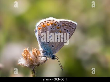 Frankreich - Toulouse - gemeines Blau (Polyommatus icarus) - Unterseite auf Samenkopf, orangefarbene Luneln und glänzende silberne Flecken. Stockfoto