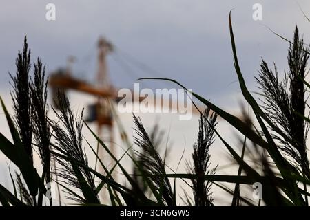 Silhouette des Krans hinter Reeds Stockfoto